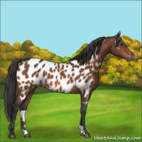 Horse Color:Bay Appaloosa 
