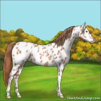 Horse Color:Gold Champagne Appaloosa 