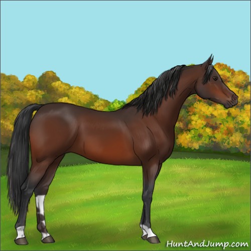 Horse Color:Brown 