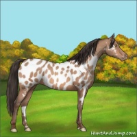 Horse Color:Sable Champagne Appaloosa