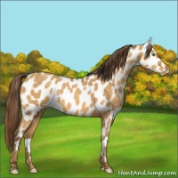 Horse Color:Amber Cream Champagne Roan Appaloosa 