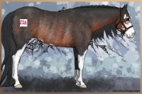 Horse Color:Brown Sabino Rabicano