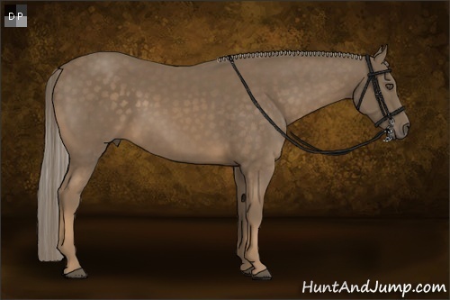 Horse Color:Chocolate Palomino 