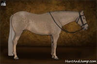 Horse Color:Chocolate Palomino 