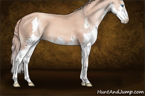 Horse Color:Gold Champagne Splash