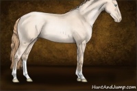 Horse Color:Gold Champagne Pearl Rabicano 