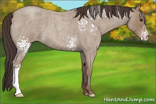 Horse Color:White Spotted Classic Champagne Roan