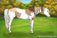 Horse Color:Red Dun Splash  and Palomino Dun Splash 