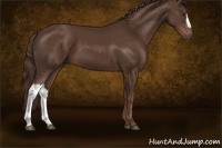 Horse Color:Liver Chestnut 