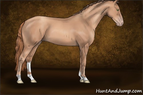 Horse Color:Gold Champagne 