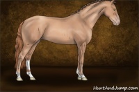 Horse Color:Gold Champagne 