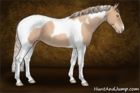 Horse Color:Gold Champagne Tobiano 
