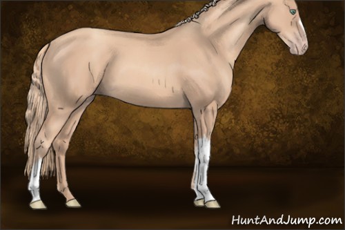 Horse Color:Gold Champagne