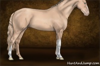 Horse Color:Gold Champagne