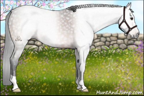 Horse Color:Gray Brown 