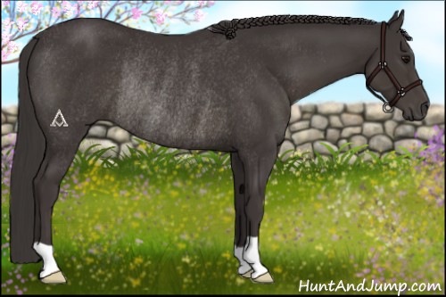 Horse Color:Smoky Black Rabicano