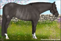 Horse Color:Smoky Black Rabicano 