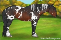Horse Color:White Spotted Brown Sabino 