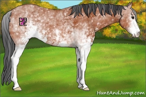 Horse Color:White Spotted Bay Sabino