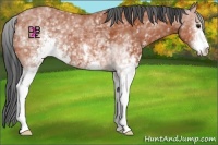Horse Color:White Spotted Bay Sabino 