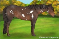 Horse Color:White Spotted Liver Chestnut 