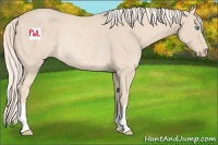 Horse Color:Cremello Rabicano 