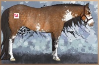 Horse Color:Buckskin Sabino Rabicano 