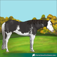 Horse Color:Liver Chestnut Sabino Splash 