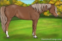 Horse Color:Chestnut Sabino 