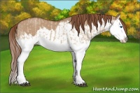 Horse Color:Red Dun Splash and Red Dun Splash