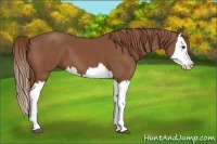 Horse Color:Chestnut Splash