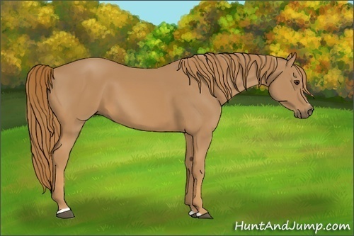 Horse Color:Chestnut Sabino 
