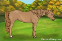 Horse Color:Chestnut Sabino