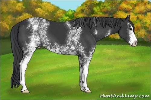 Horse Color:White Spotted Black Sabino 
