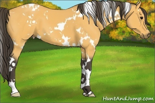 Horse Color:White Spotted Buckskin 