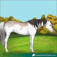 Horse Color:Brown Dun Splash 
