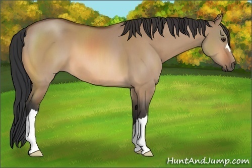 Horse Color:Bay Dun 