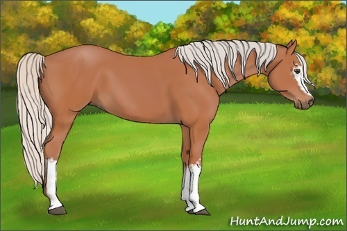 Horse Color:White Spotted Silver Bay