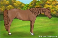 Horse Color:Chestnut Rabicano 