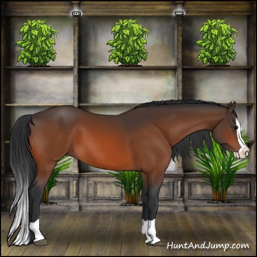 Horse Color:Bay Splash 