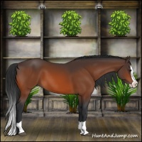 Horse Color:Bay Splash 