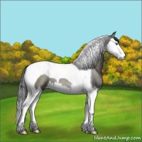 Horse Color:Grullo Splash Tobiano Rabicano 