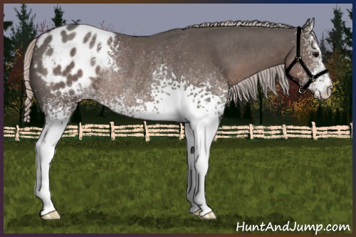 Horse Color:White Spotted Silver Black Appaloosa Rabicano 