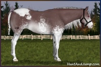 Horse Color:White Spotted Chocolate Silver Brown Chinchilla Appaloosa 