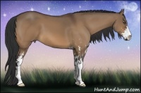 Horse Color:Bay Dun Sabino Frame 