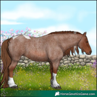 Horse Color:Red Roan Tobiano 