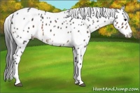 Horse Color:Brown Roan Splash Appaloosa 