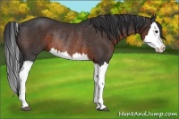 Horse Color:Brown Splash Rabicano