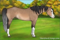 Horse Color:Brown Dun Splash