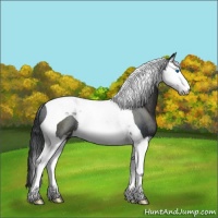 Horse Color:Black Sabino Splash Tobiano Rabicano 
